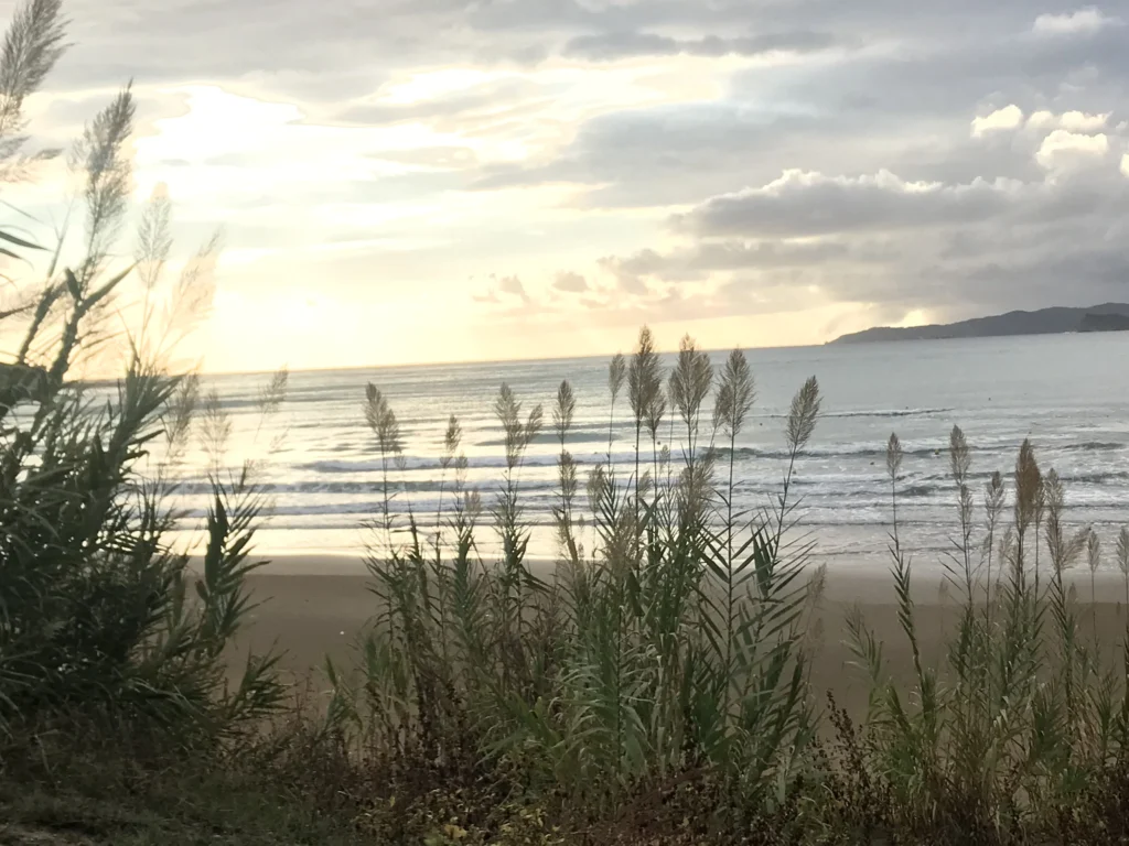 Sonnenaufgang am Meer mit Schilfpflanzen